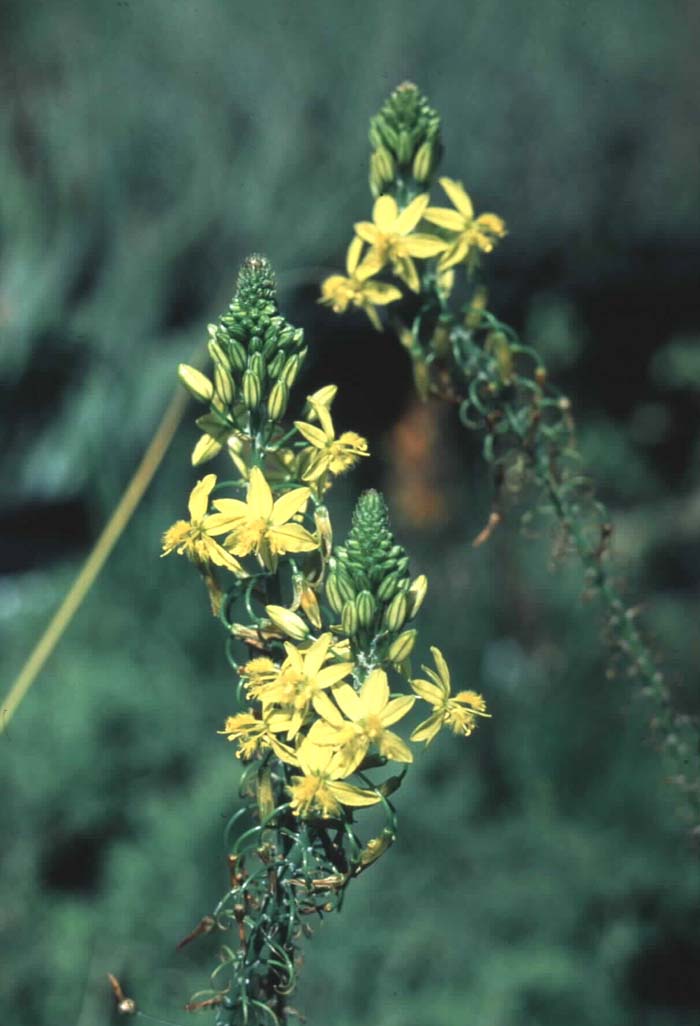 Plant photo of: Bulbine frutescens 'Yellow'