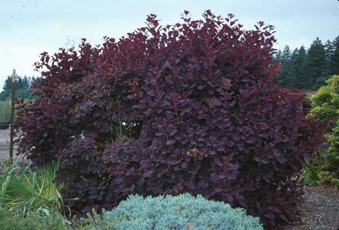 Royal Purple Smokebush