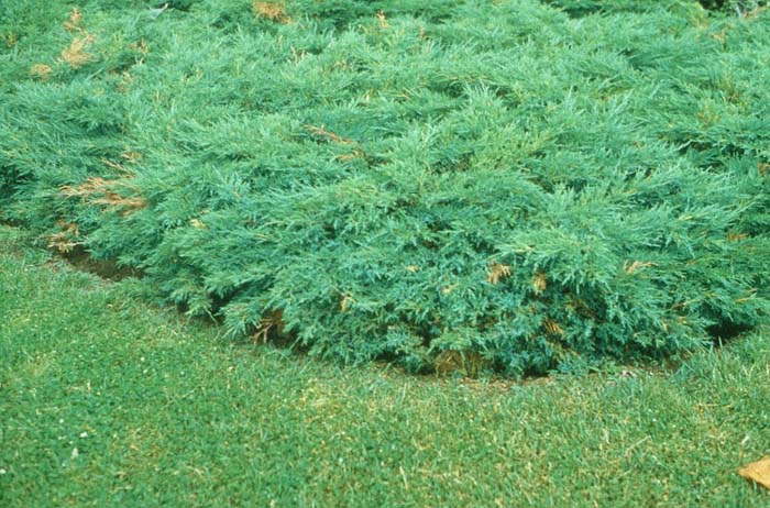 Juniperus sabina 'Scandia'