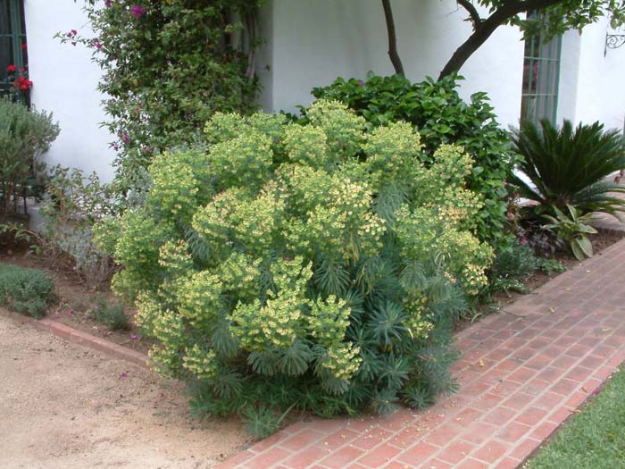 Bush or Dome Euphorbia