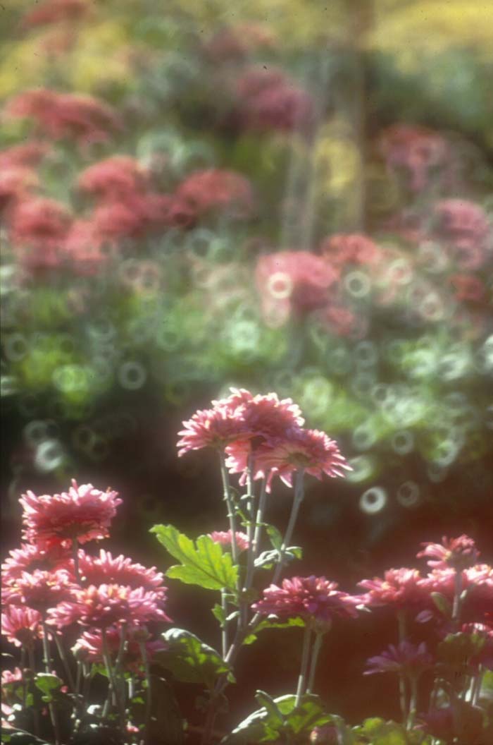 Plant photo of: Chrysanthemum frutescens 'Pink Champagne