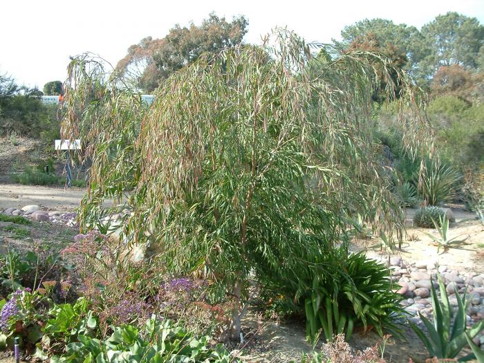 Peppermint Tree, Willow Myrtle