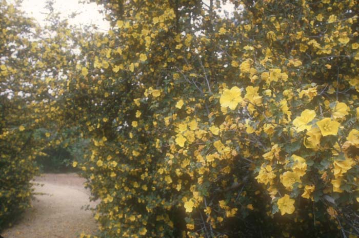 Fremontodendron 'Pacific Sunset'