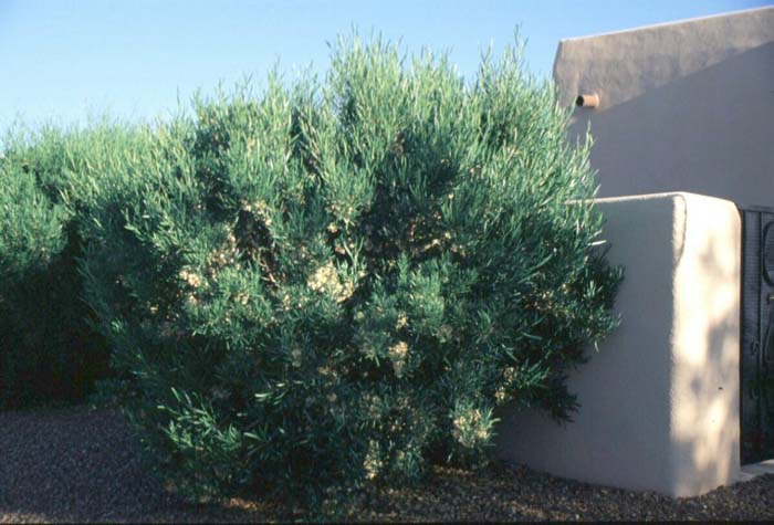 Plant photo of: Dodonaea viscosa