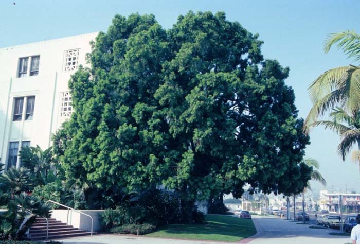 Afrocarpus elongatus