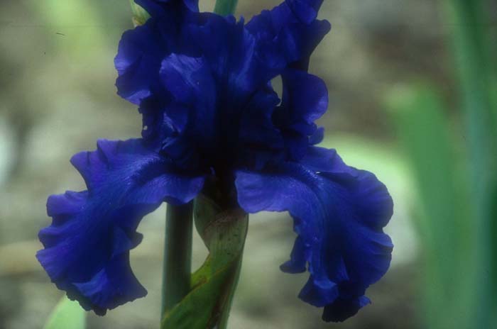 Plant photo of: Iris Bearded 'Dusky Challenger'