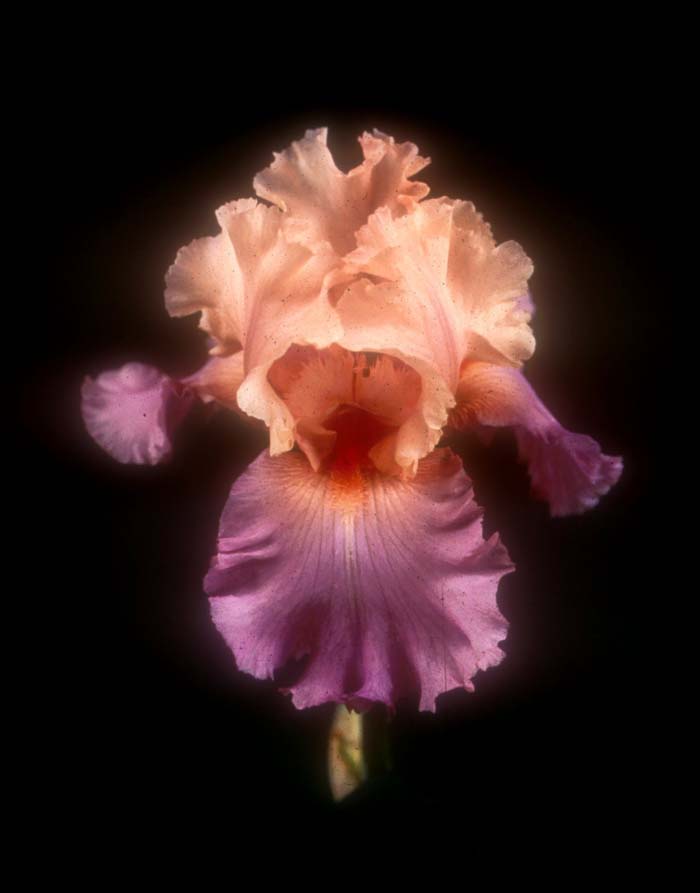 Iris Bearded 'Sweet Musette'