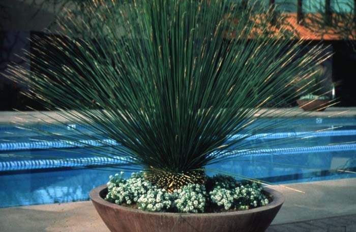 Mexican Grass Tree, Toothless Sotol