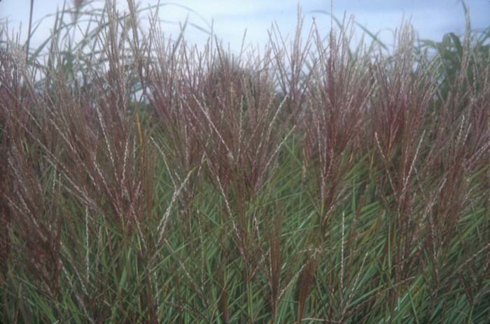 Plant photo of: Miscanthus 'Silberspinne'