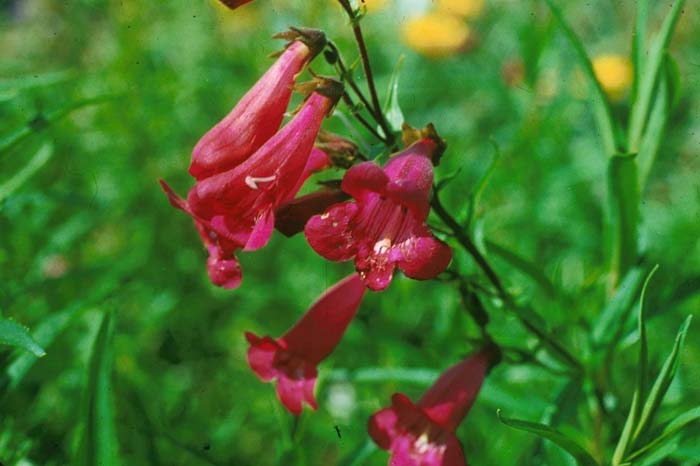 Plant photo of: Penstemon hybrids 'Cherry Glo'