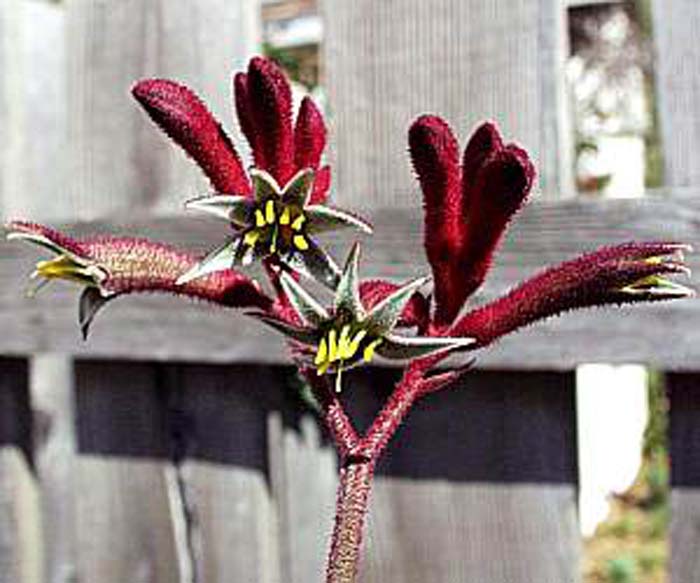 Plant photo of: Anigozanthos 'Red Cross'