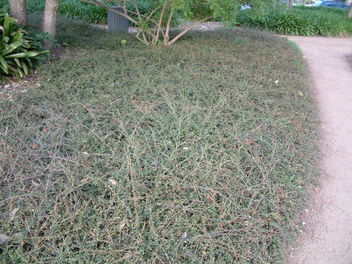 Plant photo of: Cotoneaster salicifolius â€˜repensâ€™