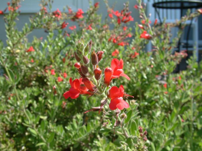 Salvia greggii 'Furman's Red'
