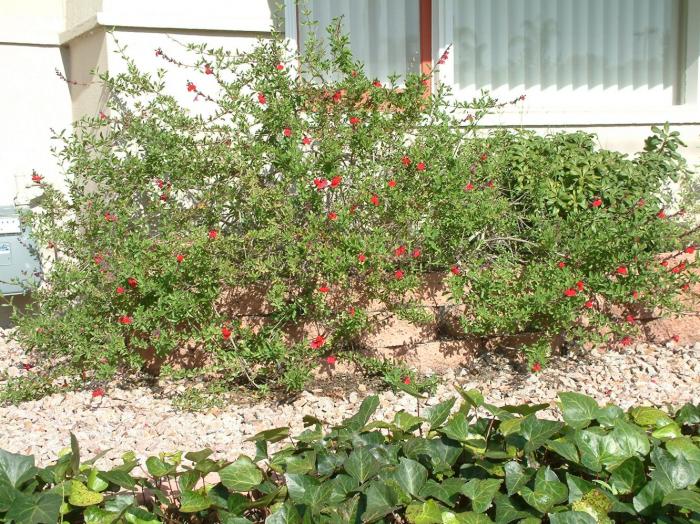 Plant photo of: Salvia greggii 'Furman's Red'