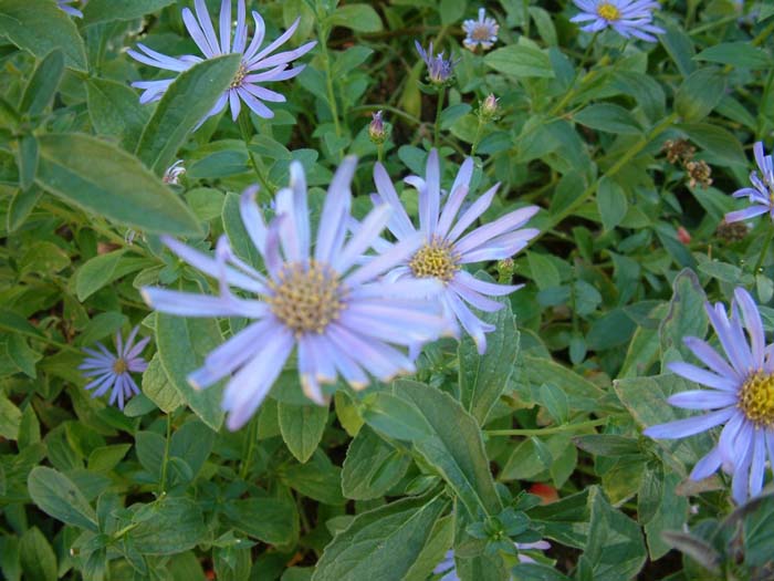 Plant photo of: Aster X frikartii