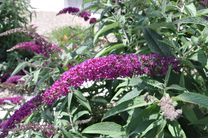Plant photo of: Buddleja davidii nanho Purple