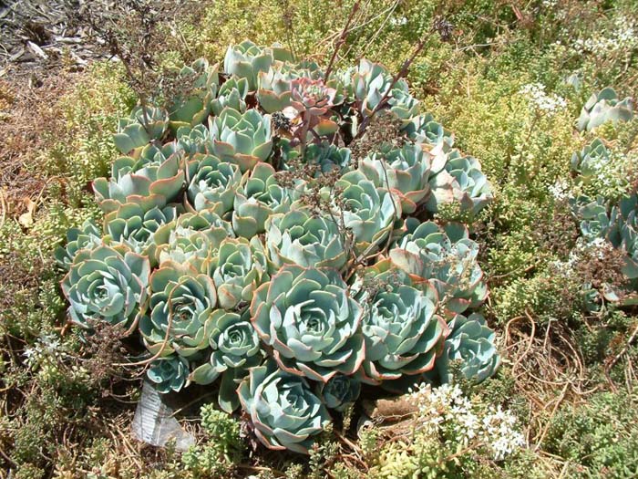 Plant photo of: Echeveria 'Imbricata'