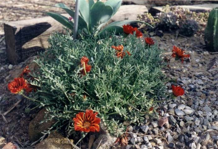 Plant photo of: Gazania trailing hybrids
