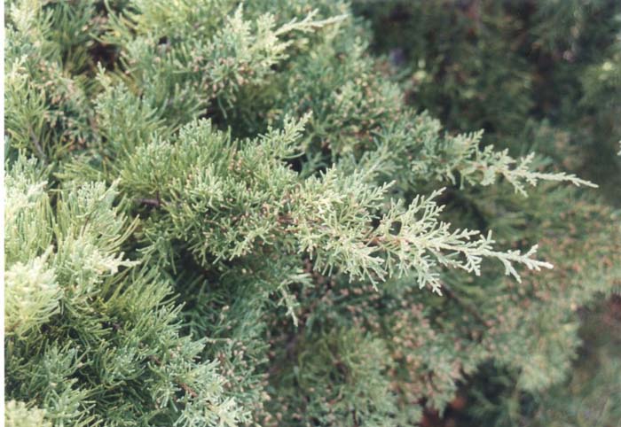 Juniperus X pfitzeriana 'Glauca'