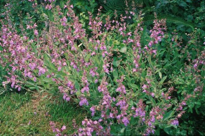 Garden or Common Sage
