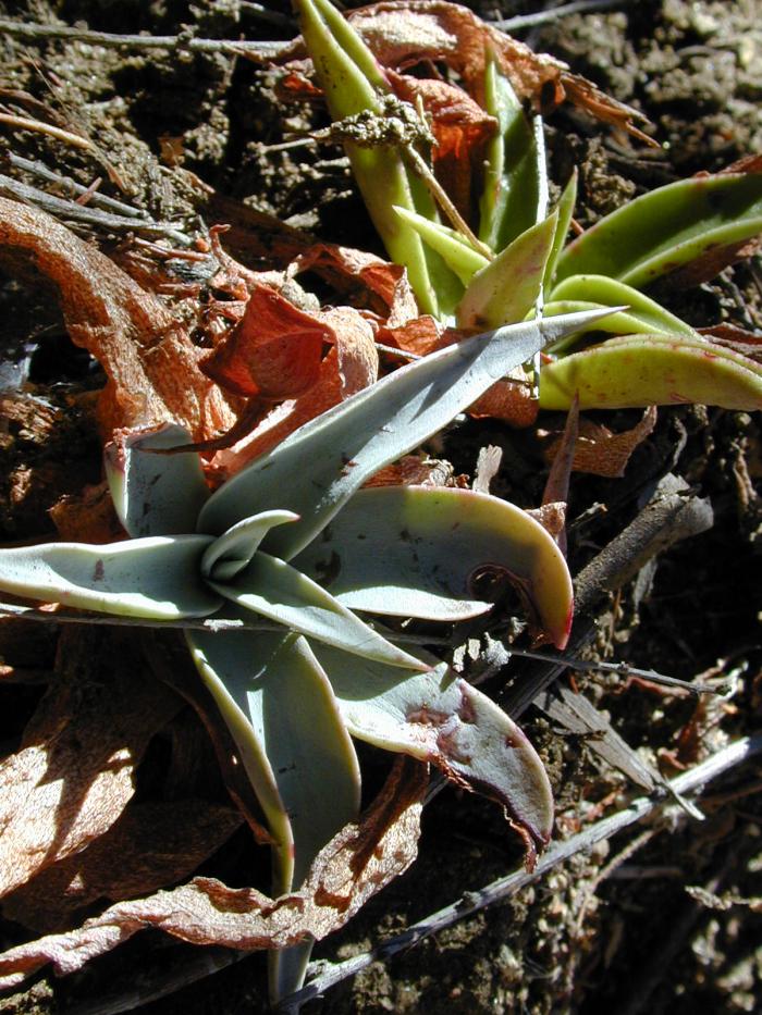 Plant photo of: Dudleya lanceolata