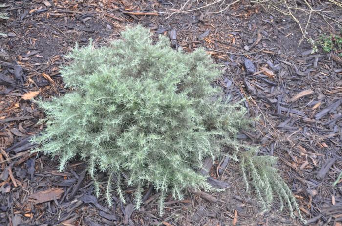 Artemisia californica 'Montara'