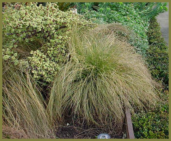 Carex albula 'Frosted Curls'