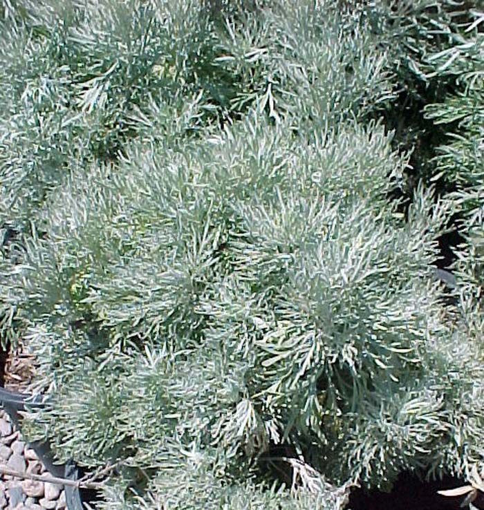 Plant photo of: Artemisia arborescens