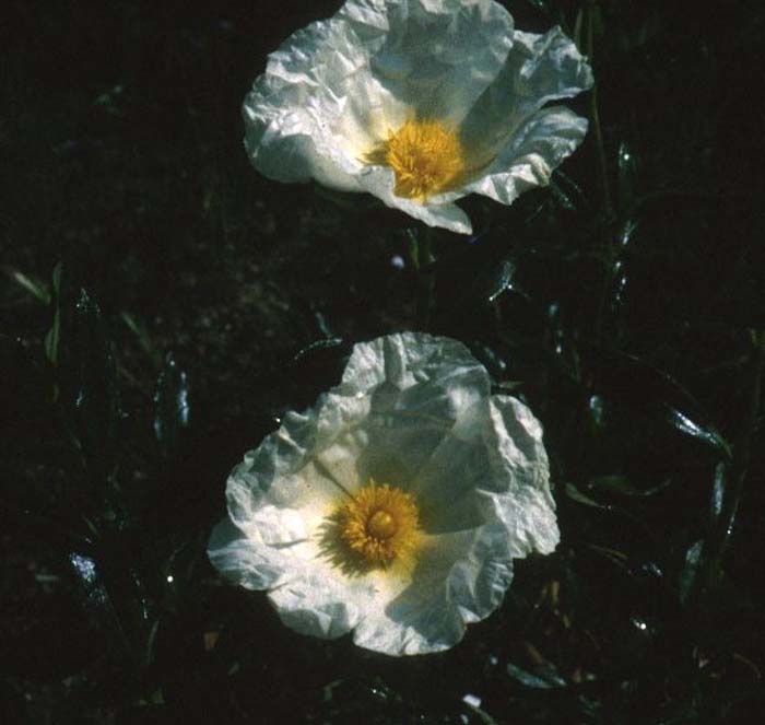 Plant photo of: Cistus ladanifer latifolius