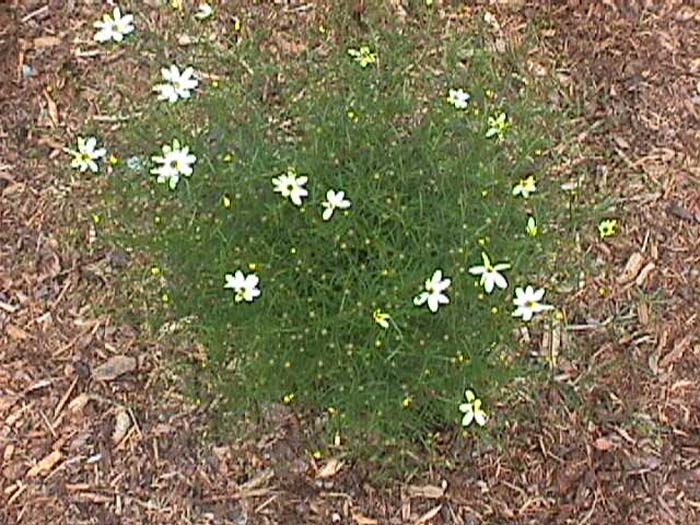 Plant photo of: Coreopsis verticillata 'Moonbeam'
