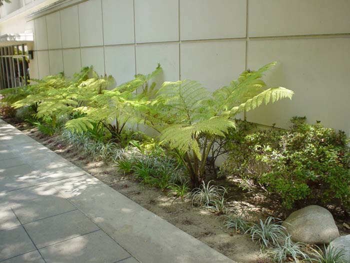 Plant photo of: Cyathea cooperi