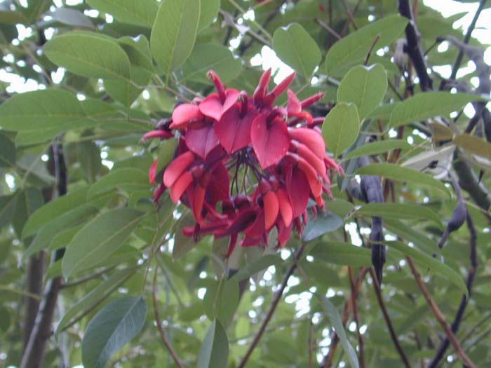 Plant photo of: Erythrina crista-galli