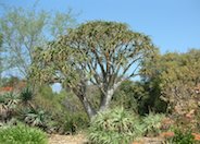 Baines Tree Aloe