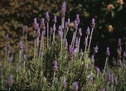 French Lavender, Toothed Lavender