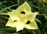 Yellow Moraea, Fortnight Lily