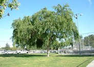 Chinese or Evergreen Elm