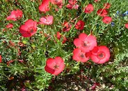 Red Flowering Flax
