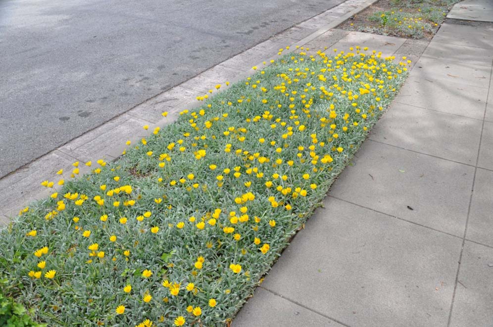 Gazania Galore