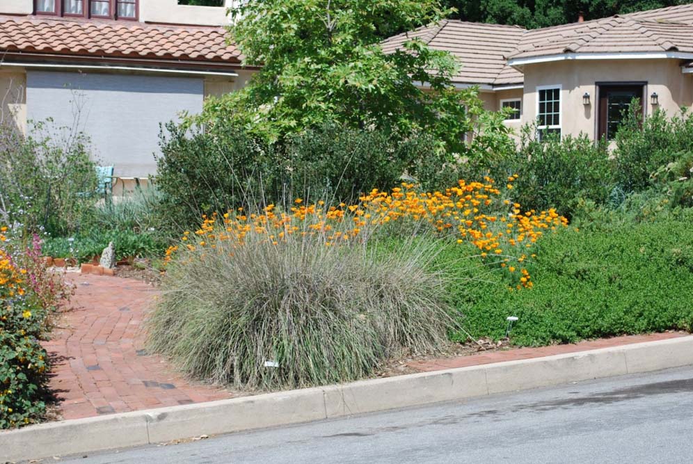 Deer Grass and Friends