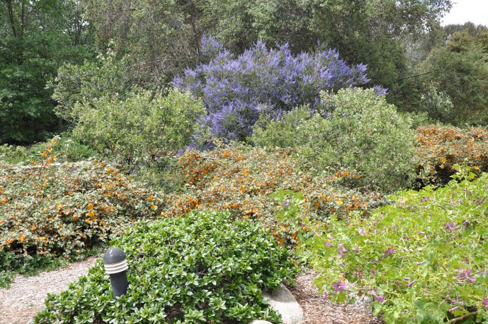 Rancho Santa Ana Botanical Beauties