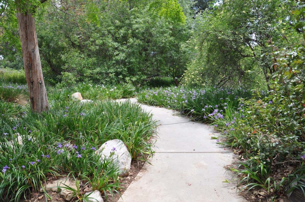 Path Through Woodland