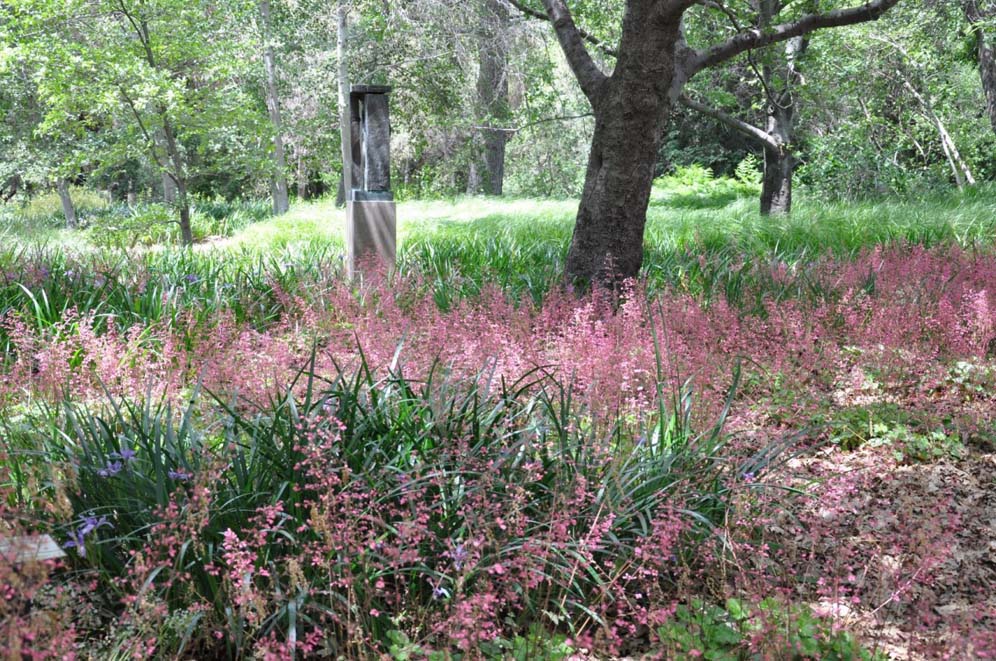 Rancho Santa Ana Heuchera Field