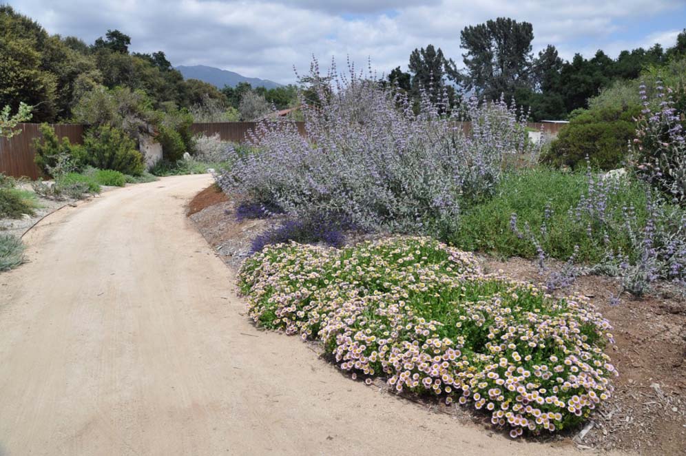 Path Along Perennials