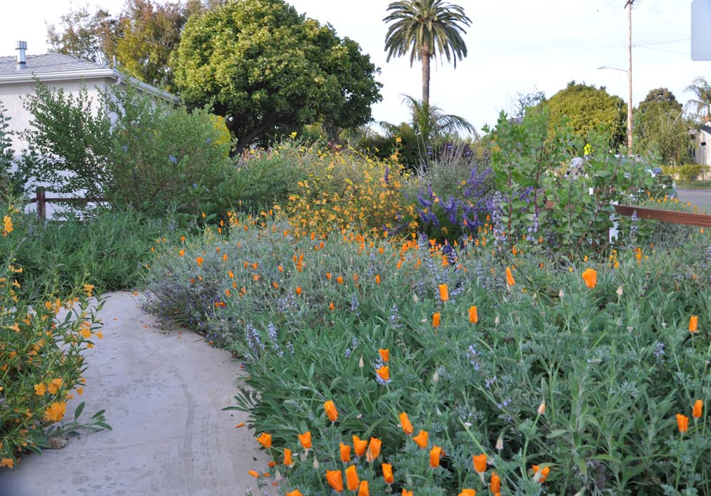 Small Scale Native Garden 10