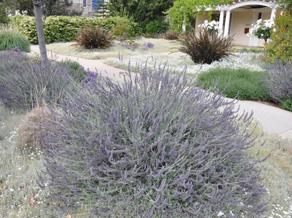 Goodwin Creek Lavender and Friends