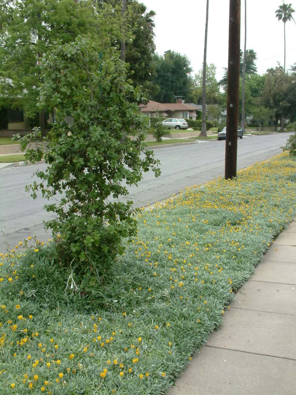 Gazania Strip in Bloom