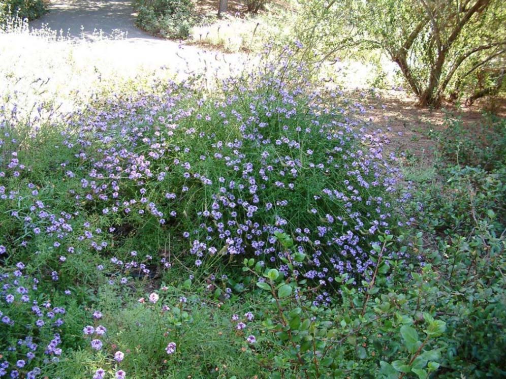 Verbena Detail