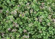 Dead Nettle, Spotted Nettle