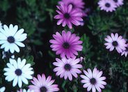 Freeway Daisy, Trailing African Dai