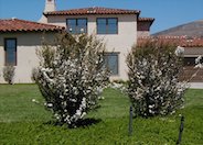 White Flowering Tea Tree